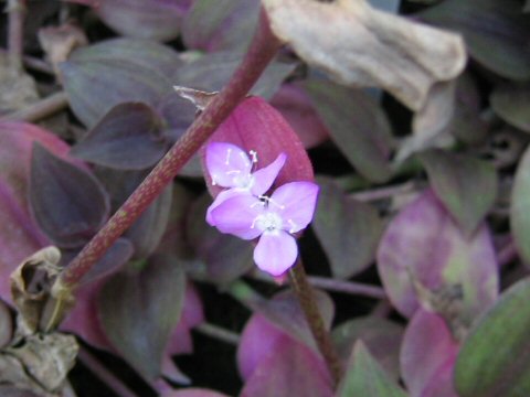 Zebrina purpusii