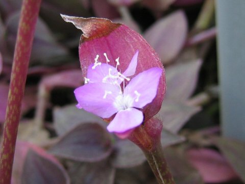 Zebrina purpusii