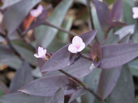 Zebrina purpusii