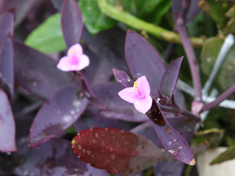 Zebrina purpusii