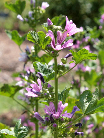 Malva sylvestris var. mauritiana