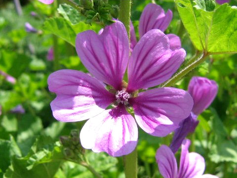 Malva sylvestris var. mauritiana