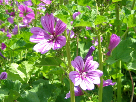 Malva sylvestris var. mauritiana