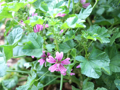 Malva sylvestris var. mauritiana