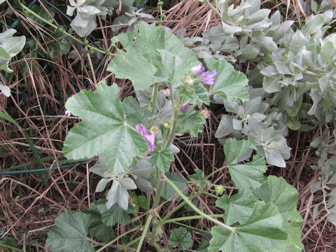 Malva sylvestris var. mauritiana