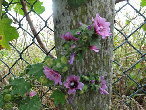 Malva sylvestris var. mauritiana