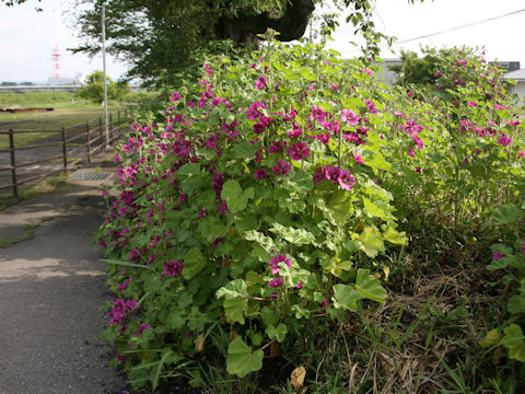 Malva sylvestris var. mauritiana