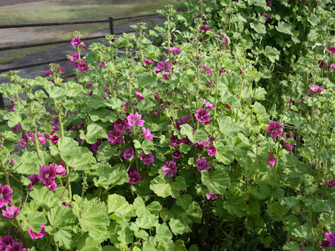 Malva sylvestris var. mauritiana