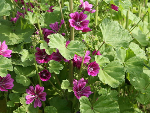 Malva sylvestris var. mauritiana