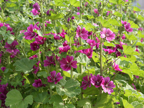 Malva sylvestris var. mauritiana