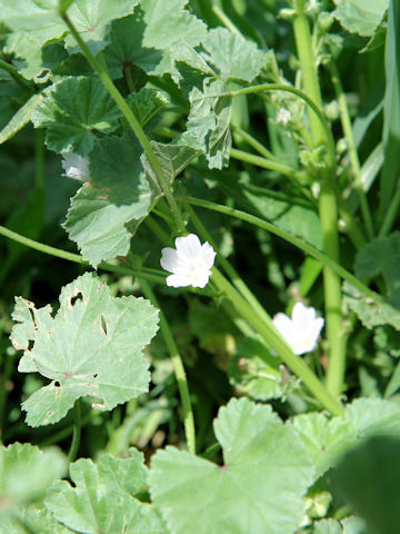 Malva neglecta