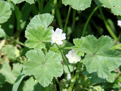 Malva neglecta