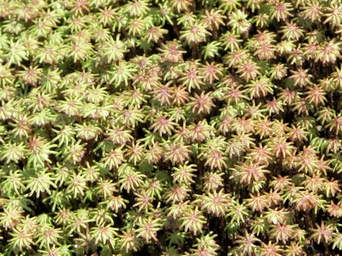 Marchantia polymorpha