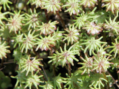 Marchantia polymorpha