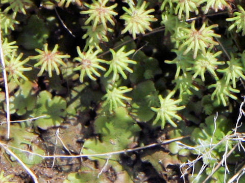 Marchantia polymorpha