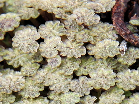 Marchantia polymorpha