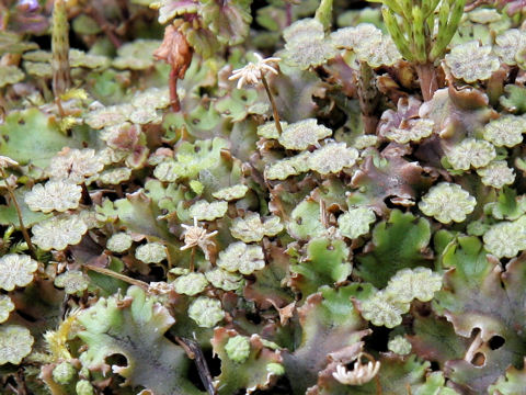 Marchantia polymorpha