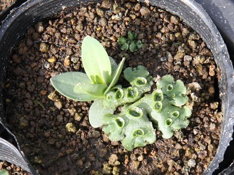 Marchantia polymorpha