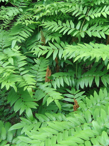 Osmunda japonica