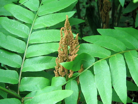 Osmunda japonica