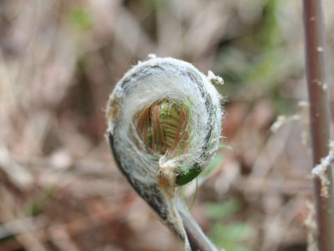 Osmunda japonica