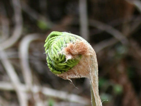 Osmunda japonica