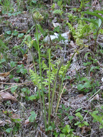 Osmunda japonica