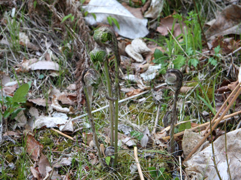 Osmunda japonica