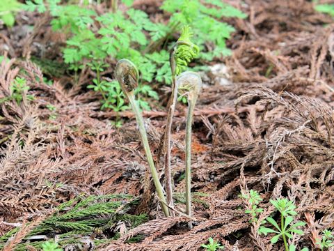 Osmunda japonica