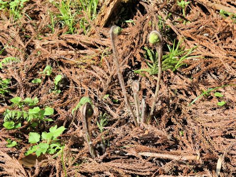 Osmunda japonica