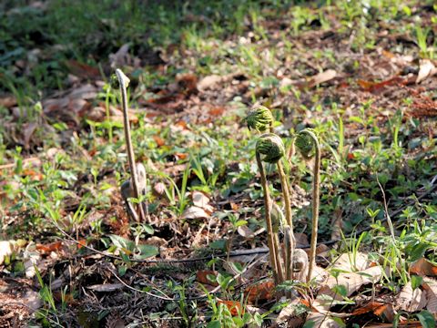 Osmunda japonica