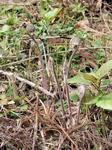 Osmunda japonica