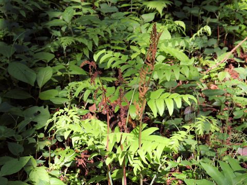 Osmunda japonica