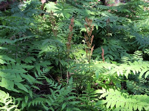 Osmunda japonica