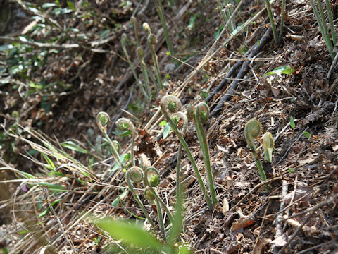 Osmunda japonica