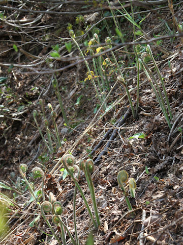 Osmunda japonica