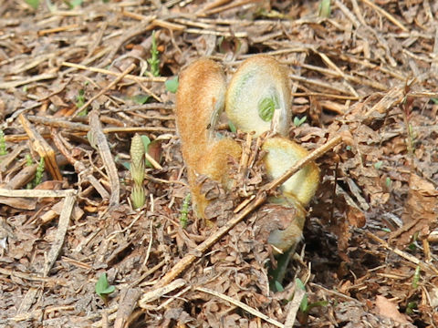 Osmunda japonica