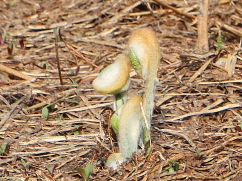 Osmunda japonica