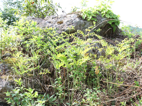 Osmunda japonica