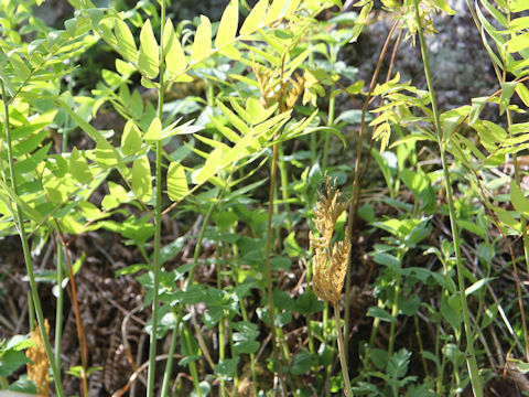 Osmunda japonica