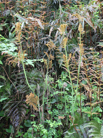 Osmunda japonica