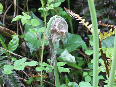 Osmunda japonica