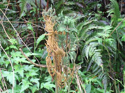 Osmunda japonica