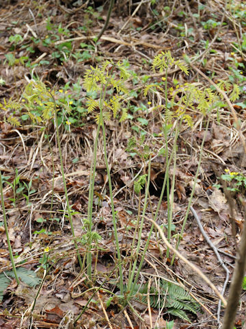 Osmunda japonica