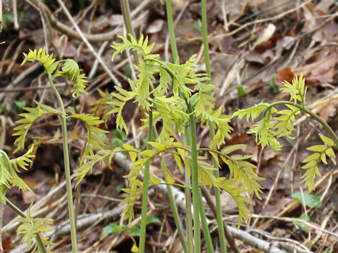 Osmunda japonica