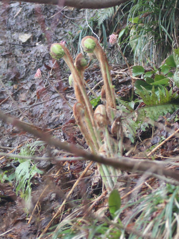 Osmunda japonica