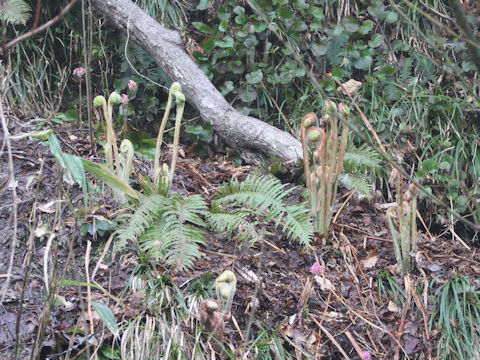 Osmunda japonica