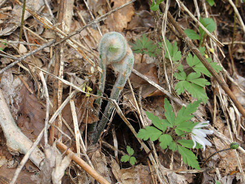 Osmunda japonica