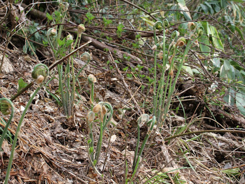 Osmunda japonica