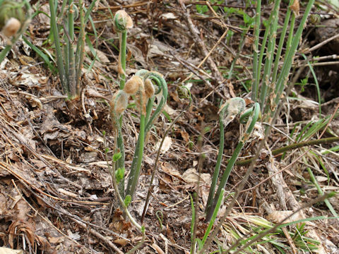 Osmunda japonica